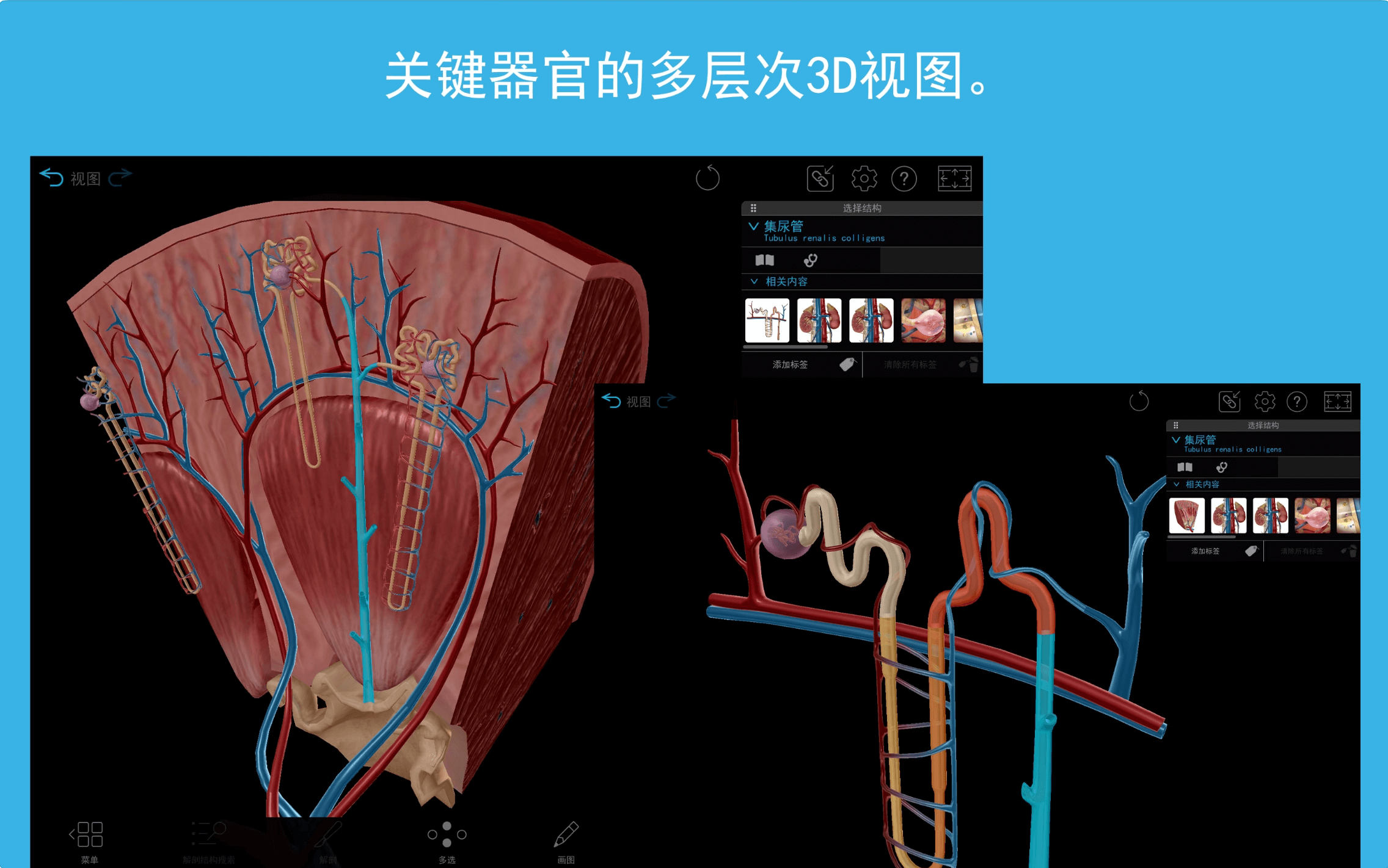 3D人体解剖学图谱2024 for Mac v2024.0.05 完整的三维人体插图2