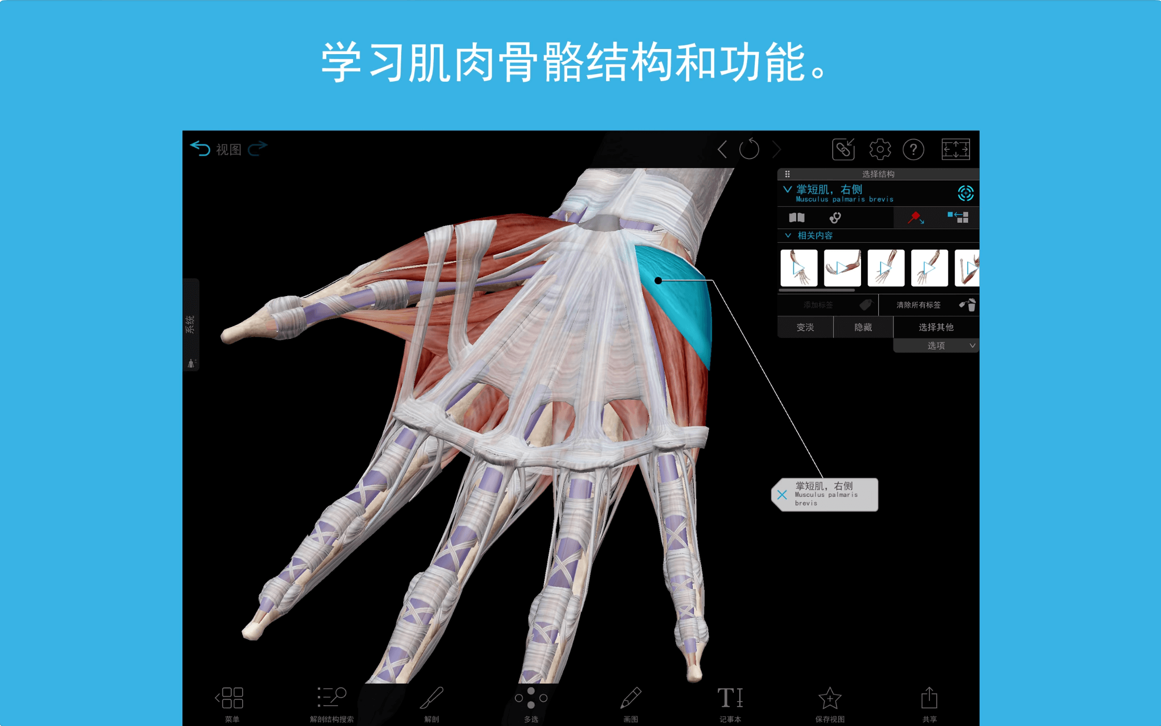 3D人体解剖学图谱2024 for Mac v2024.0.05 完整的三维人体插图3