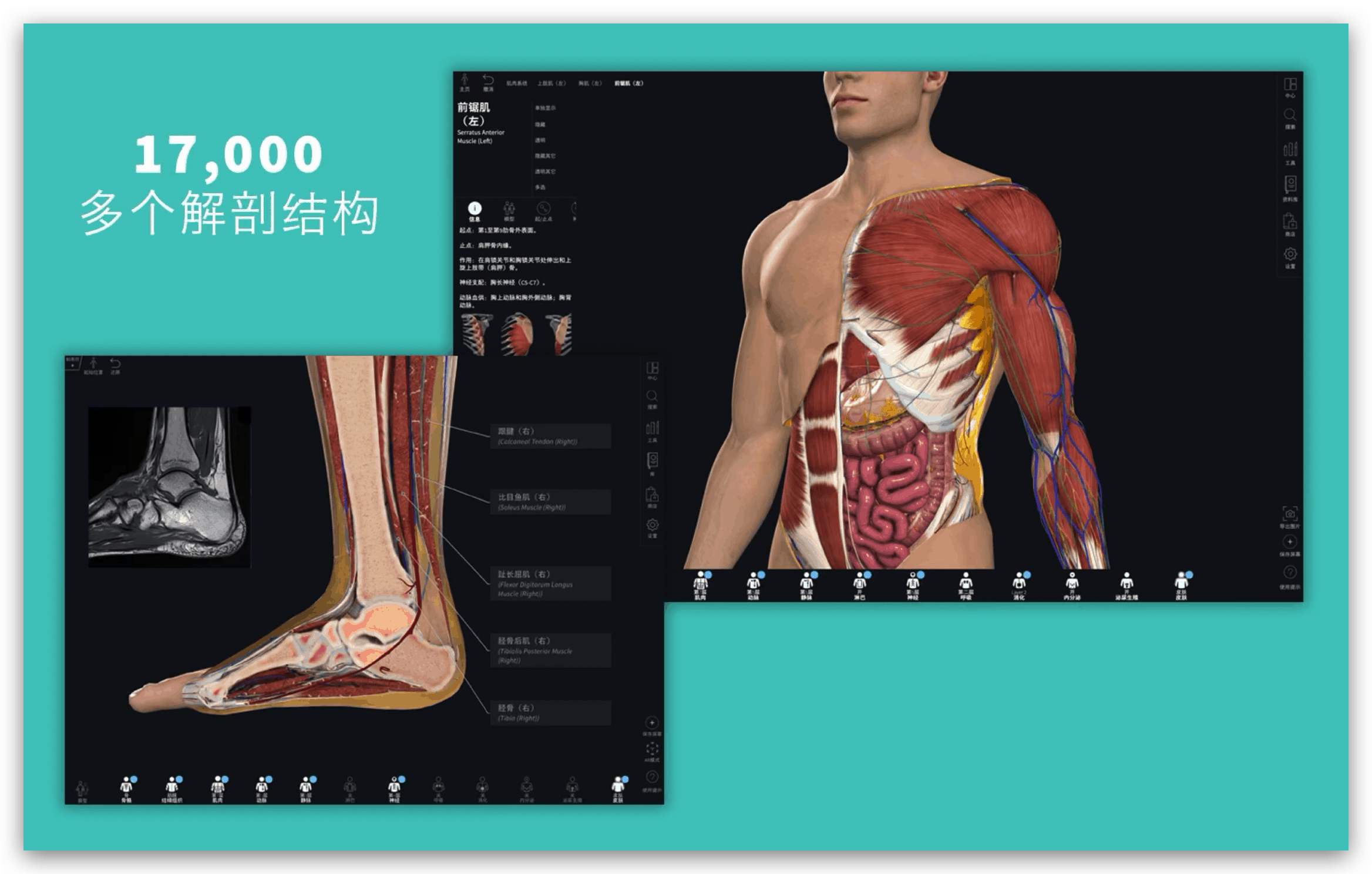 Complete Anatomy 2019 for Mac v4.0.1 三维人体解剖模型插图1